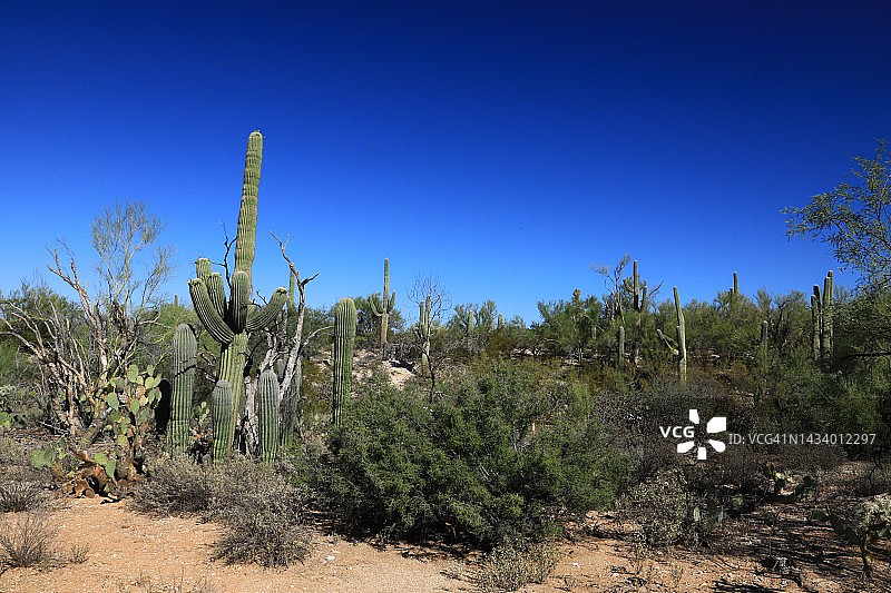 图森市圣卡塔利娜山脉的沙漠景观图片素材