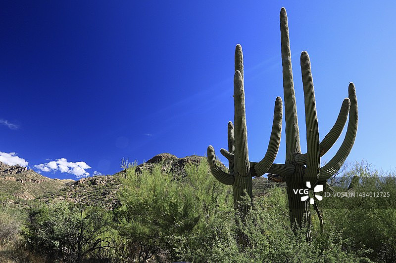 西南部沙漠的干燥景观 - 仙人掌国家公园图片素材
