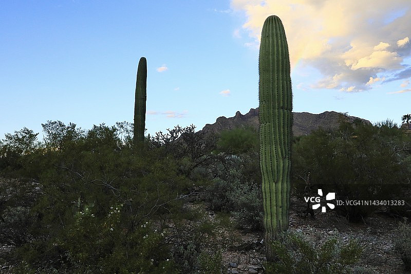 沙漠中的傍晚日落图片素材