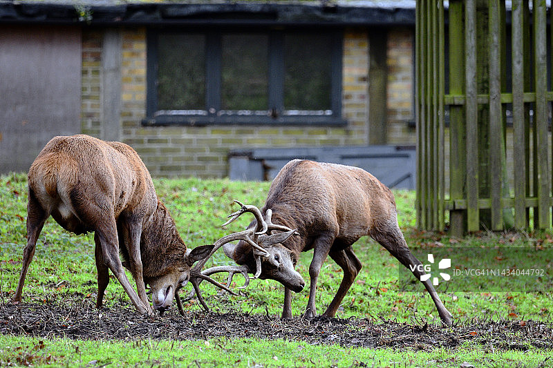 发情的雄性红鹿（Cervus elaphus）图片素材