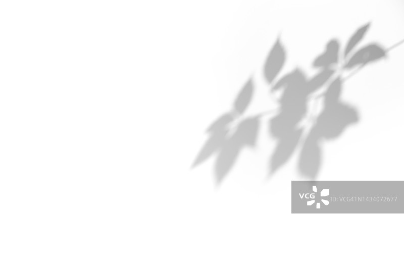 白色墙壁上的野生葡萄藤叶阴影图片素材