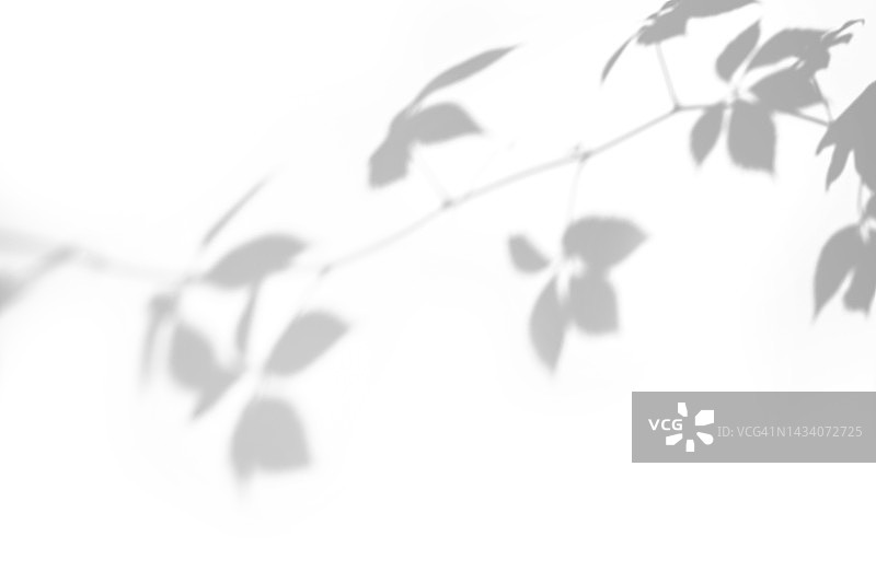 白色墙壁上的野生葡萄藤叶阴影图片素材