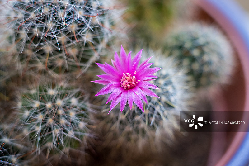 开花的生日蛋糕仙人掌图片素材