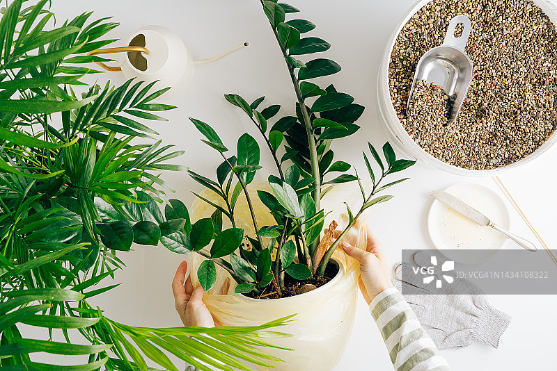 养护金钱树，在家居室内移植盆栽。金钱树准备移植到白色大花盆中。厨房或房间内景，白色桌子和墙壁图片素材