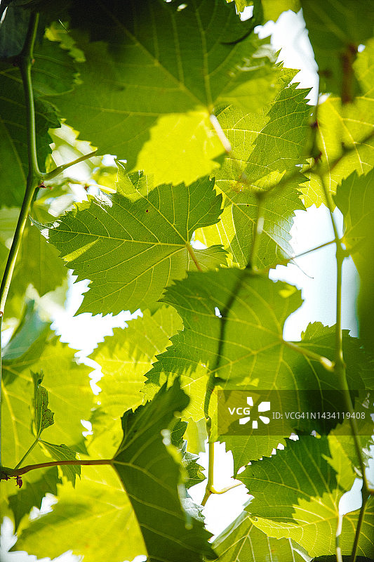 逆光葡萄叶图片素材