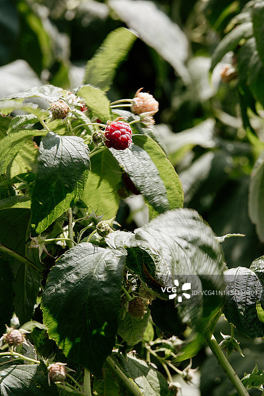 花园里成熟的覆盆子和绿叶图片素材