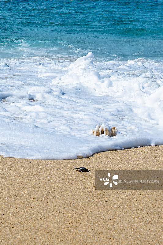 小海龟争先恐后地爬向大海图片素材