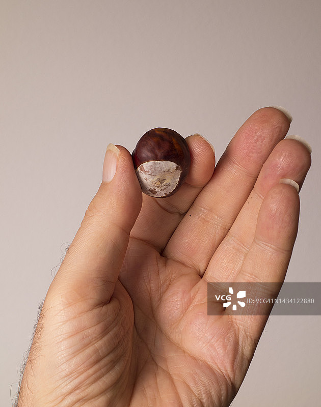 人手中的马栗图片素材