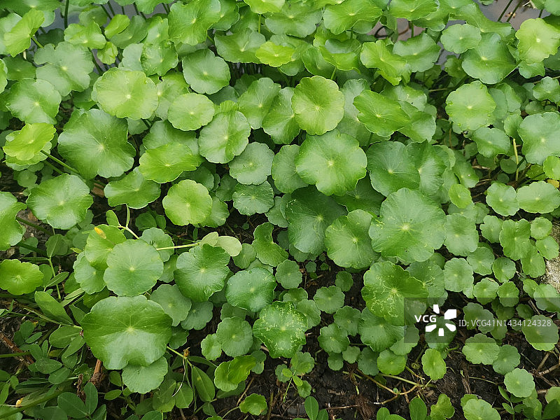 铜钱草绿叶图片素材