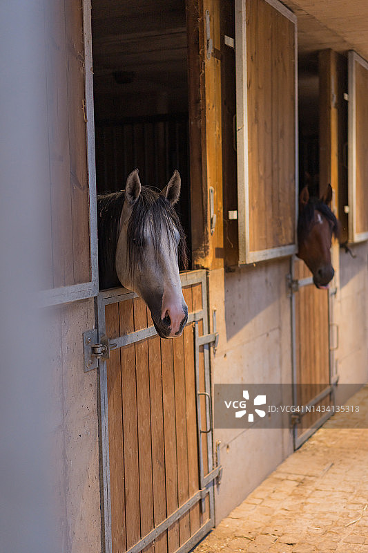 马匹从马厩门向外看图片素材
