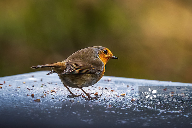 美丽的知更鸟特写图片素材