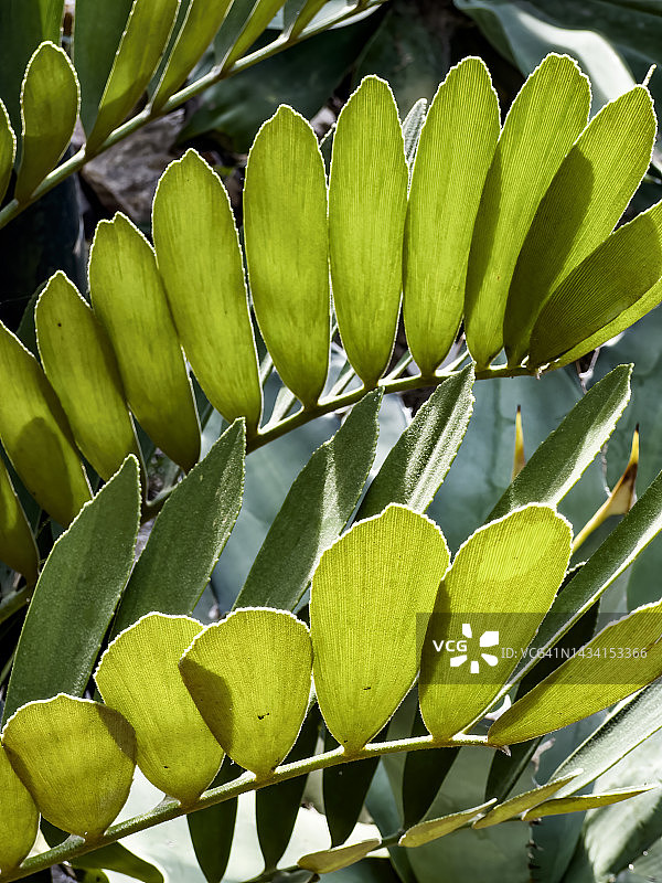 鳞秕泽米铁图片素材