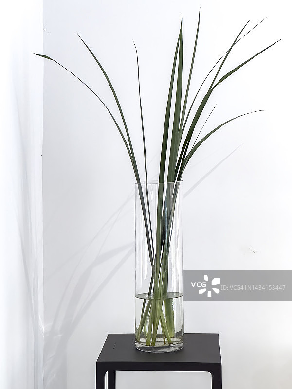 瓶子里的观赏植物图片素材