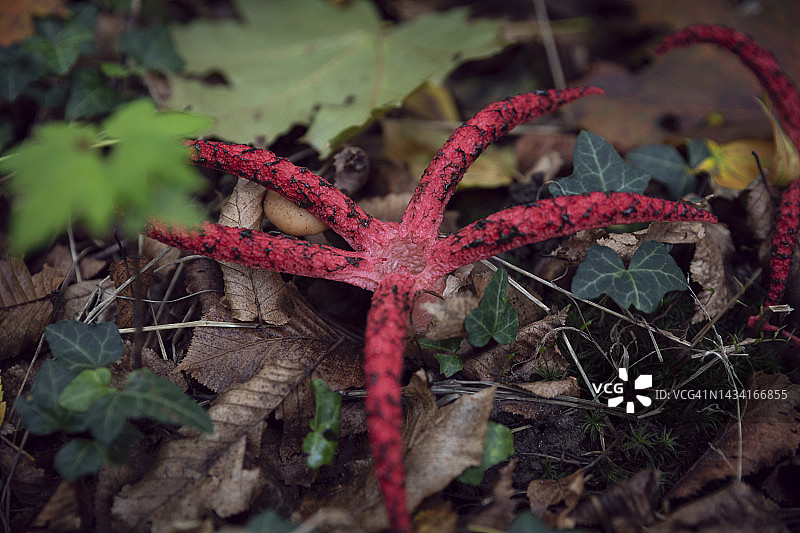红章鱼鬼笔菌生长在森林地面腐烂的秋季植被中图片素材