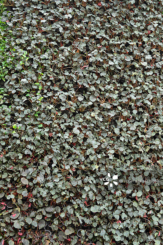 绿色树叶无缝纹理背景图片素材