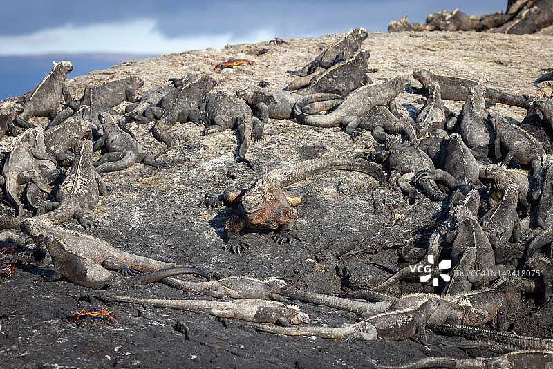 体型大的海鬣蜥获得宽阔的停泊位图片素材