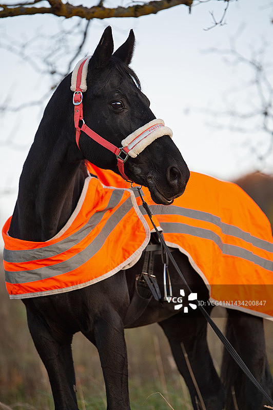 在傍晚穿着训练保护服的美丽的黑色盛装舞步种马肖像图片素材