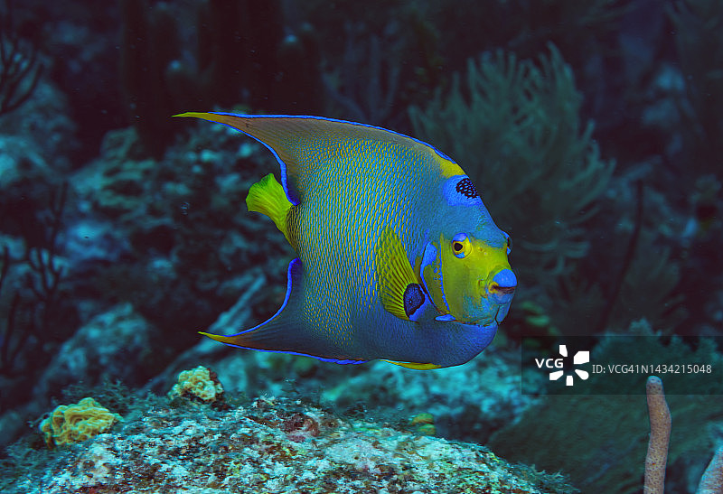 女王神仙鱼图片素材