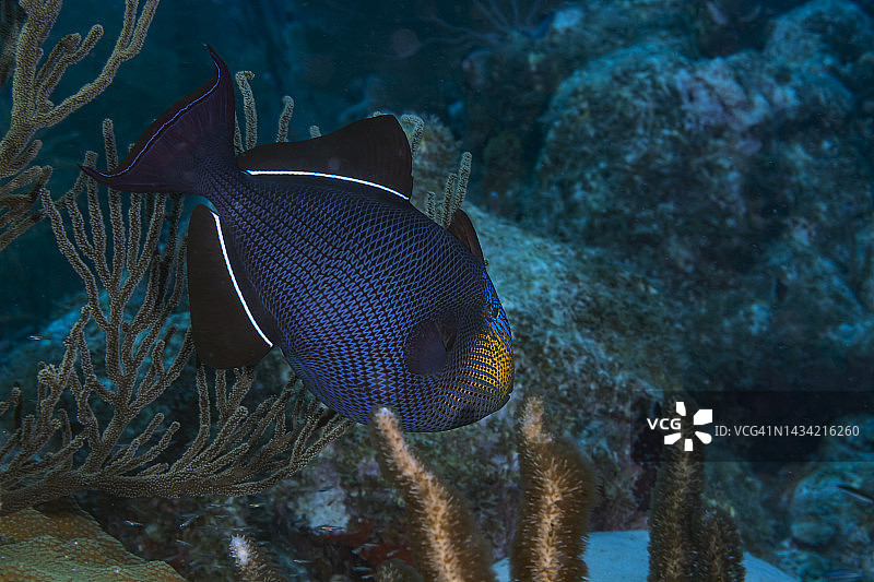 黑色的鳞鲀图片素材