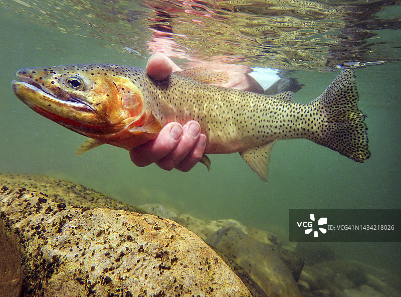 割喉鳟鱼图片素材