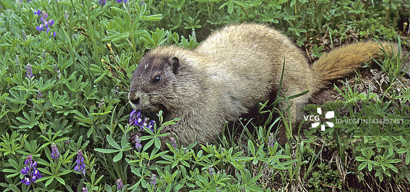 华盛顿州雷尼尔山国家公园里吃羽扇豆的旱獭图片素材