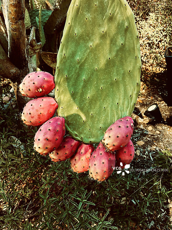 仙人掌上成熟的仙人掌果实系列图片素材