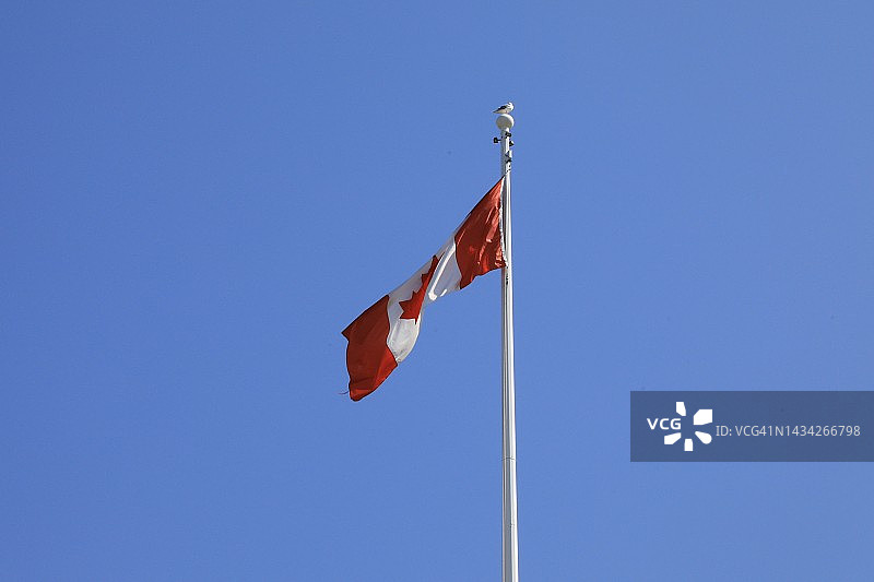 展示的加拿大国旗图片素材