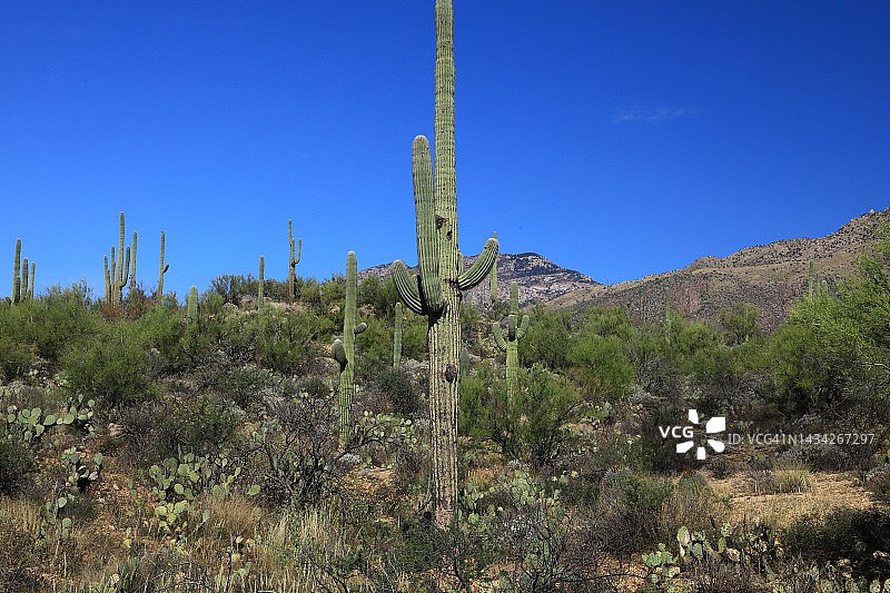 美国西南部的巨人柱沙漠图片素材
