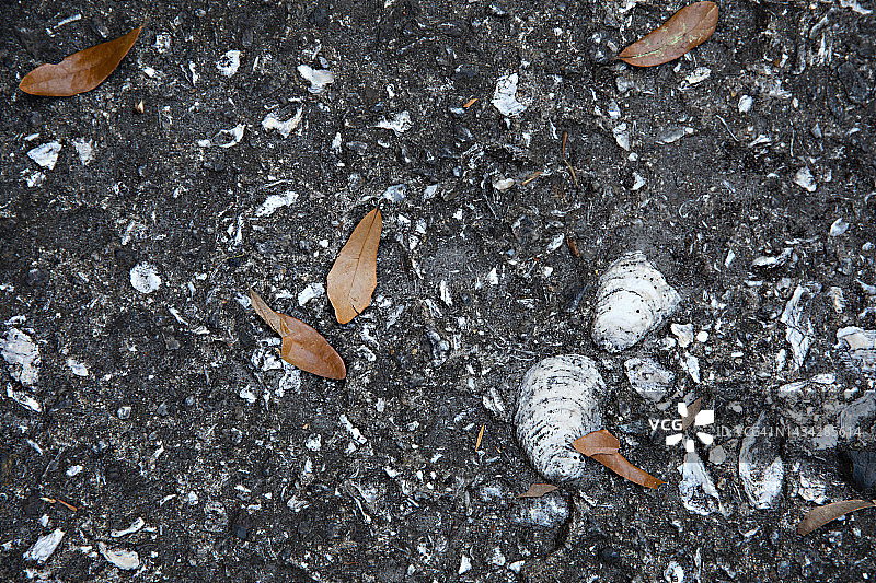 树叶和牡蛎壳的地面拍摄图片素材