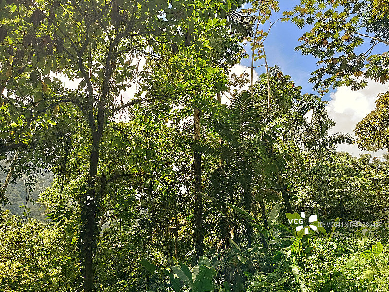 亨利皮蒂埃国家公园森林图片素材