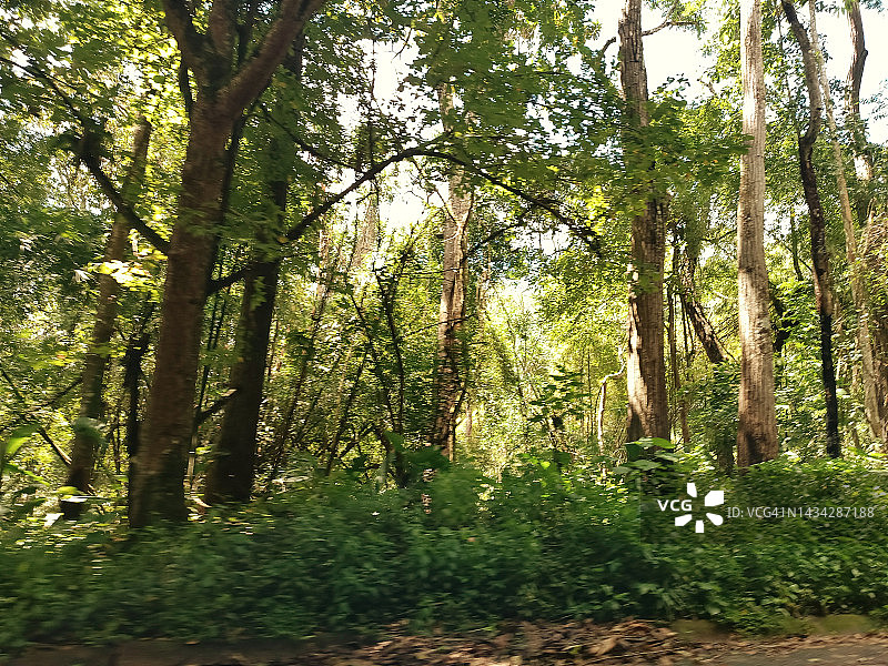 亨利皮蒂埃国家公园森林图片素材