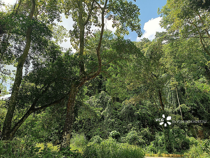 亨利皮蒂埃国家公园森林图片素材