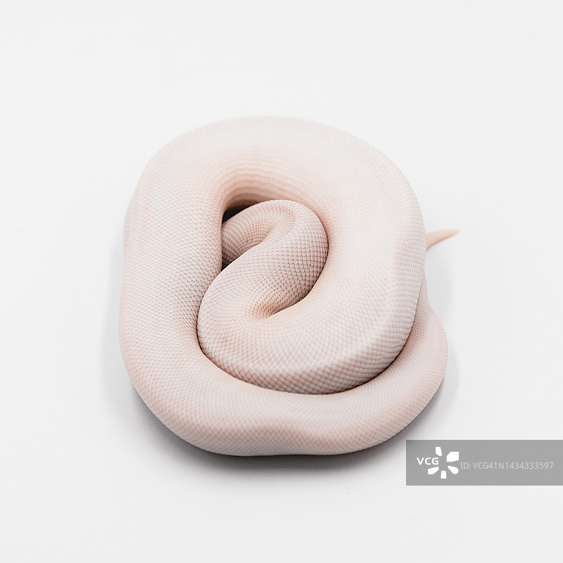 白色背景上的球蟒图片素材