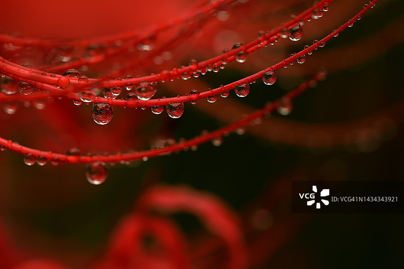 雨滴中的蜘蛛百合图片素材