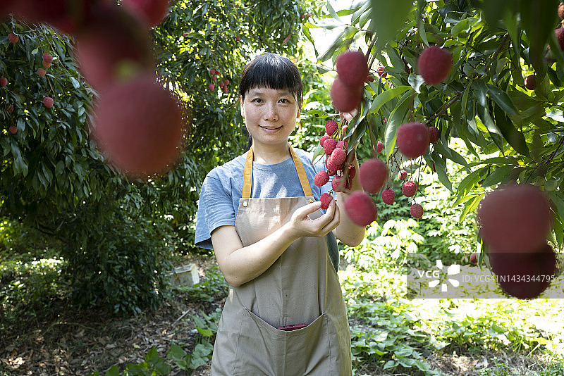 荔枝树下图片素材