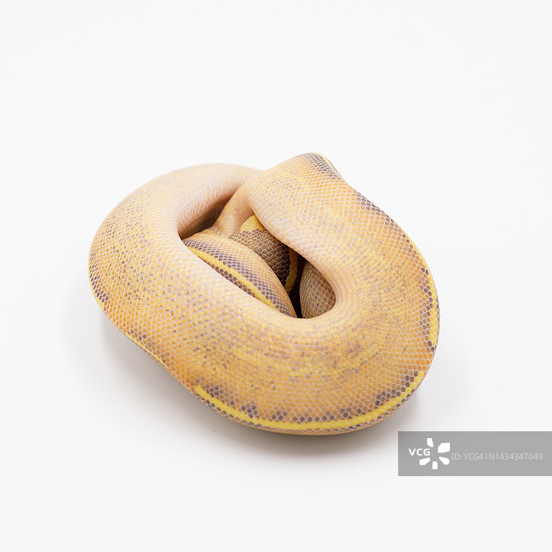 白色背景上的球蟒图片素材