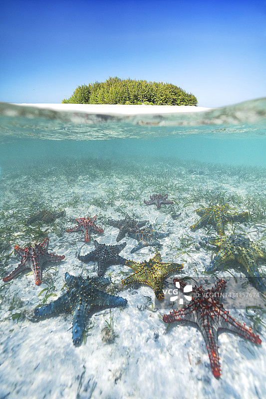 坦桑尼亚桑给巴尔海底的许多海星图片素材