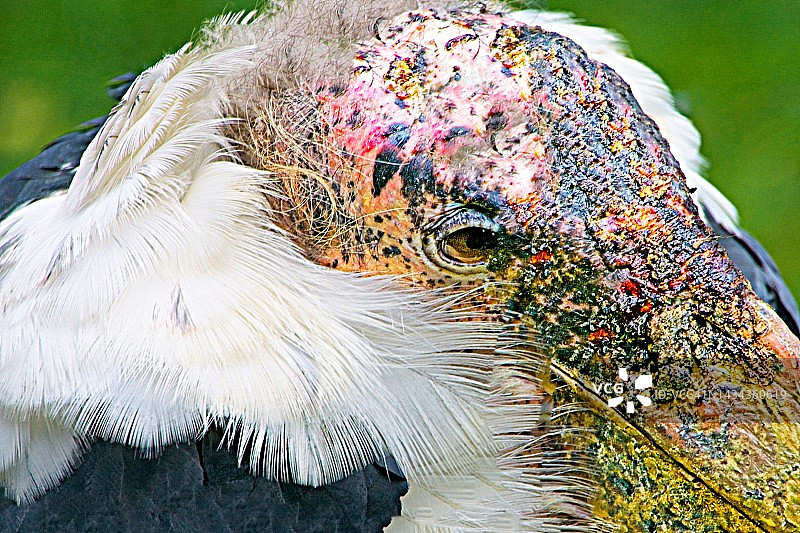 动物园里的老鸟图片素材