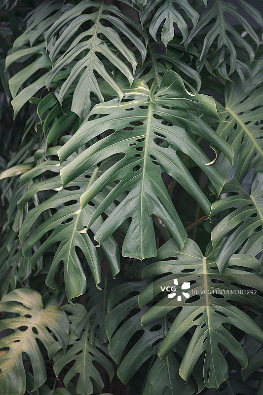 花园里的龟背竹绿叶或瑞士奶酪植物图片素材