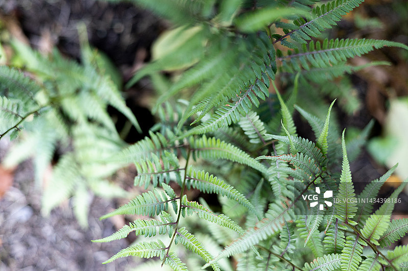 秋日花园中的蕨类植物图片素材