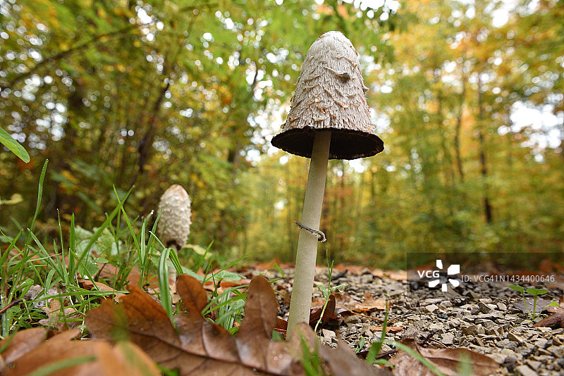 鸡腿菇图片素材