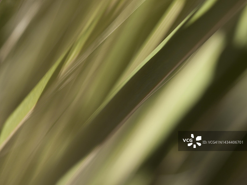 野草和植物图片素材