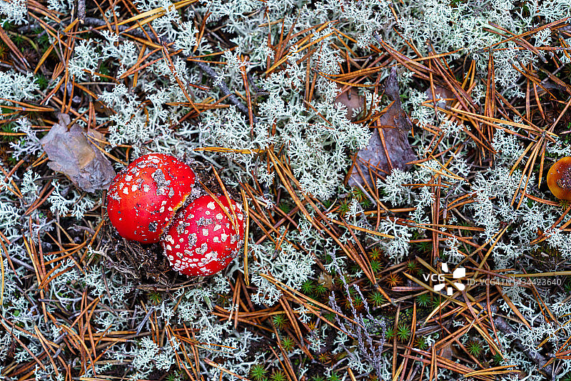 森林中生长的两朵幼小毒蝇伞，北欧自然风光，斯堪的纳维亚森林覆盖，雨后黄昏时的绿色沼泽，松针，非城市环境，卡累利阿，北欧林下植被图片素材