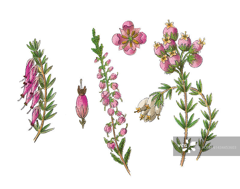 老式彩色石印植物插图：欧石楠图片素材