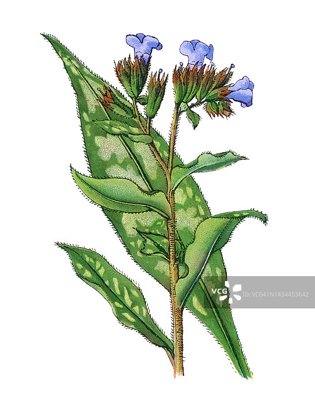 老式彩色石印植物插图：肺草图片素材