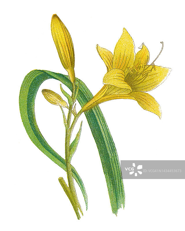 植物学：柠檬萱草老式彩色石印插图图片素材