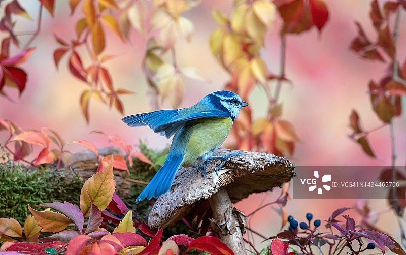 秋日里的蓝山雀图片素材