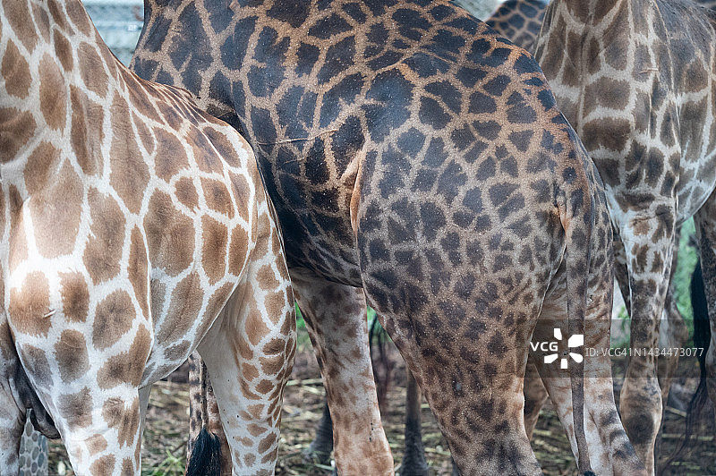 长颈鹿皮肤纹理图案特写图片素材
