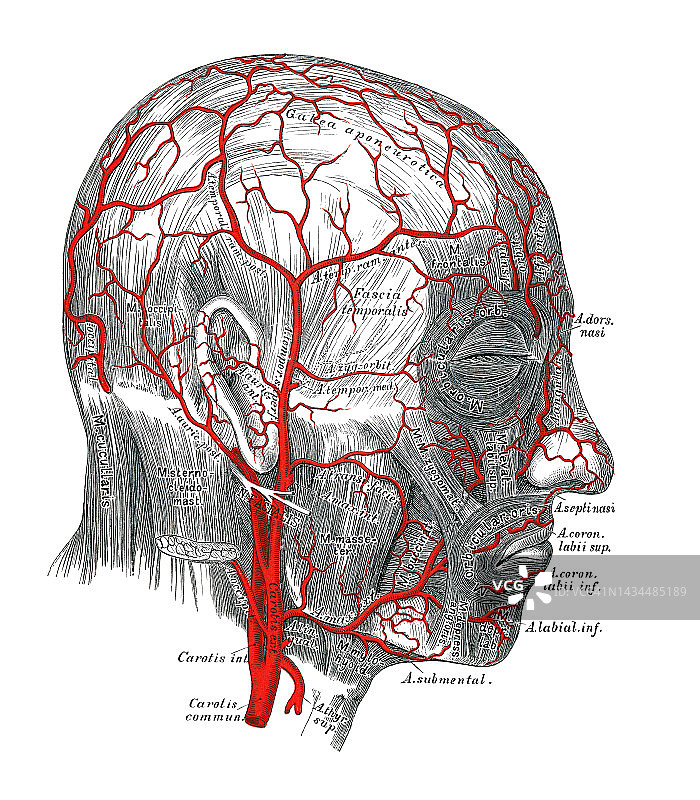 人头和颈部动脉的古老雕刻插图图片素材