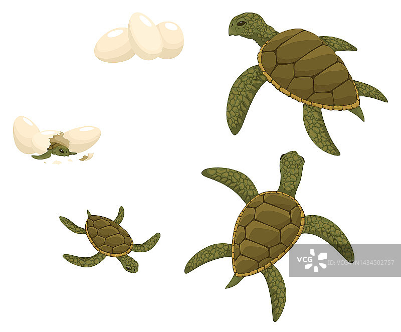 海龟生命周期：从卵到成年动物的海龟发育阶段图片素材